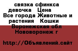 связка сфинкса. девочка › Цена ­ 500 - Все города Животные и растения » Кошки   . Воронежская обл.,Нововоронеж г.